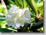 Rododendron Fori